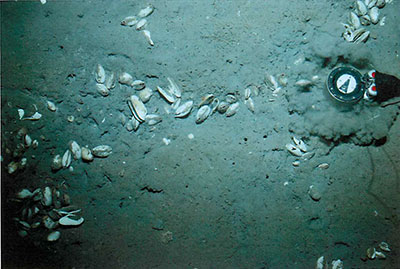 Photo of the multichannel seismic streamer (green) on the fantail deck of R/V Solstice.
